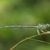 Demoiselle sur graminée.Canal.25.06.22. Joël Liegard